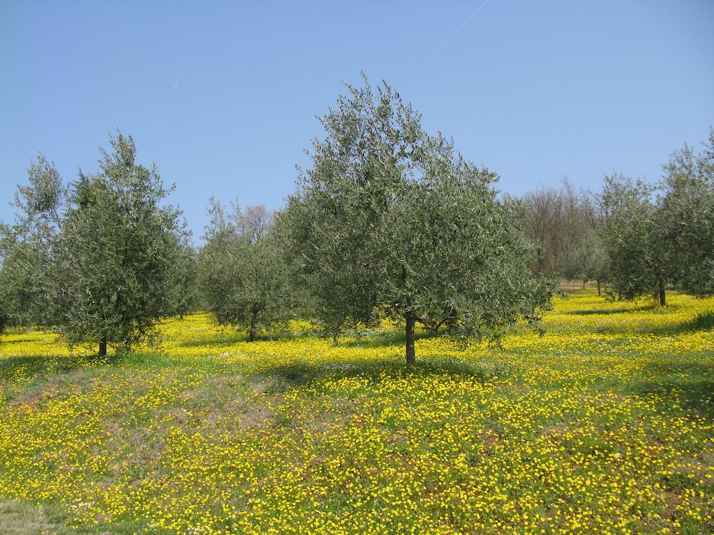 Paglia E Fieno Bed & Breakfast Villaga Luaran gambar